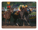 Silver Charm Preakness Stakes #1 Photo 8x10 Signed